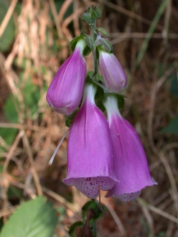 Digitalis purpurea / Digitale rossa